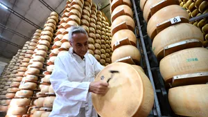 Valurile de căldură pun în pericol celebrul parmezan italian. Schimbările climatice afectează producția de lapte