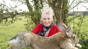 Compania United Airlines, din nou în atenţia publicului, după ce un iepure uriaş A MURIT în circumstanţe suspecte în timpul unui zbor