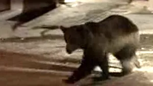 Pui de urs capturat din centrul Braşovului (Video)