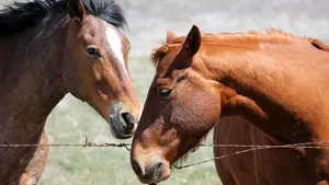 Un bărbat a murit călcat de cai într-o pădure din Maramureş