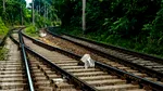 Un obstacol a afectat circulația trenurilor la Constanța