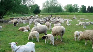 Caz bizar în Franța. Cum a fost prins un zoofil în serie