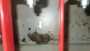 Pana de electricitate de la centrala nucleară Fukushima ar fi fost provocată de un şobolan