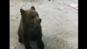 VIDEO Un pui de urs a fost găsit în captivitate în curtea unui maramureşan. Reacţia ministrului Mediului