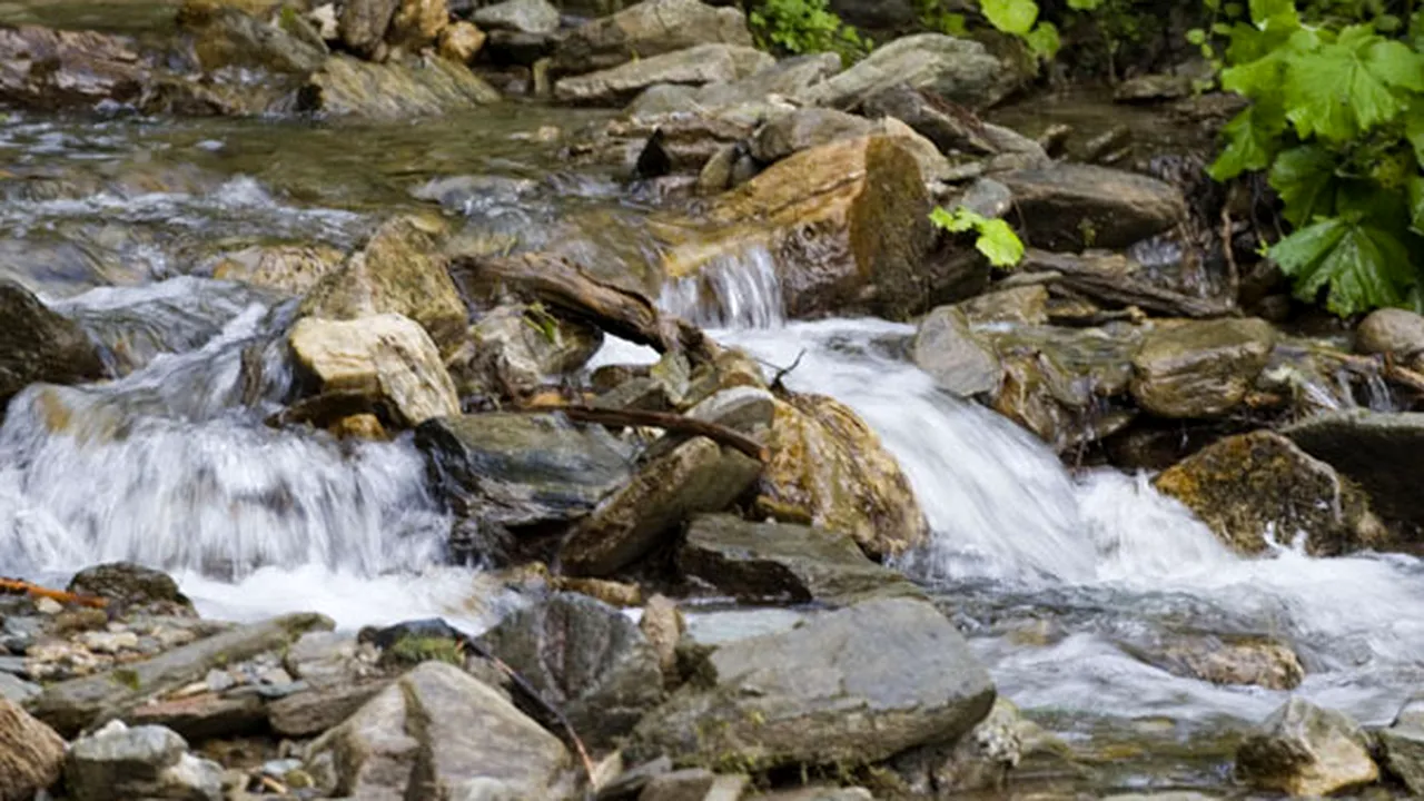 Peste 100 de ONG-uri se opun revizuirii directivelor Natura 2000 şi cheamă cetăţenii la consultări