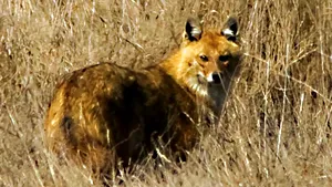 Premieră în Toscana. A fost observat un şacal auriu