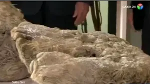 Prima fosilă de pui de rinocer lânos, veche de 10 milenii, descoperită în Siberia - VIDEO