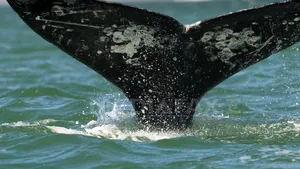  Douăzeci şi şapte de balene au eşuat pe o plajă din nordul Mexicului; doar 3 au fost salvate