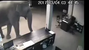 Oaspetele neobişnuit al unui hotel din Sri Lanka. Imagini virale cu elefantul, plimbându-se pe coridoare. VIDEO