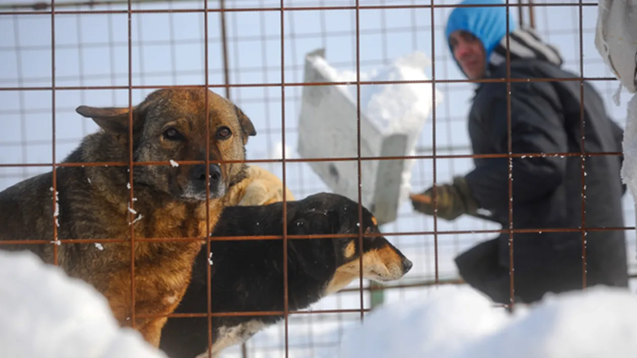 Vezi aici cum au deszăpezit deţinuţii de la Jilava adăpostul de la Glina - GALERIE FOTO