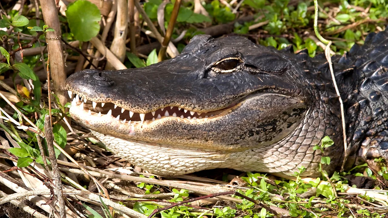 O femeie din Statele Unite care voia să stea aproape de un aligator a fost ucisă de reptilă 