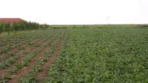 Preţurile furajelor au crescut cu până la 30-40%, din cauza secetei şi a speculei