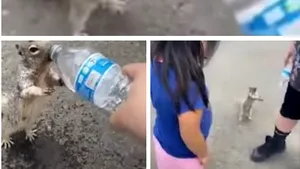 Drăgălăşenie absolută. Cum cere apă o veveriţă însetată VIDEO