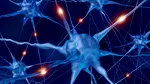 Creierul uman adult este capabil să producă noi neuroni? Un noua studiu ar putea pune capăt unei controverse în domeniul neuroștiințelor