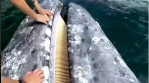 Balenele, ca nişte căţei gigantici. O balenă gri cere să fie scărpinată de o familie, în laguna Ojo de Liebre. VIDEO