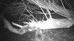 VIDEO Oamenii nu sunt singurii care iubesc o gustare în miez de noapte. Moment inedit, surprins de camerele de supraveghere 