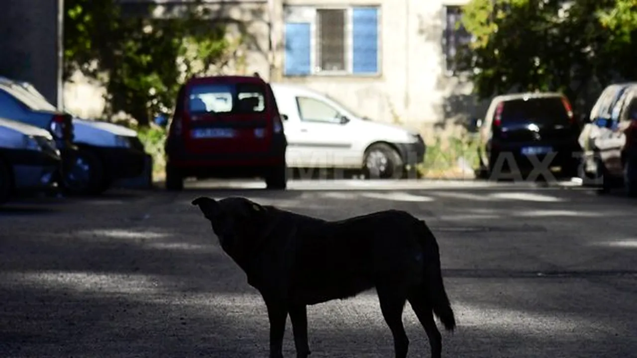 Iniţiativa pentru Responsabilitate Civică cere verificarea celor care au adoptat mulţi câini şi sancţionarea celor care hrănesc maidanezi
