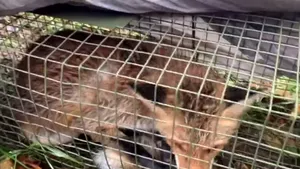 VIDEO | Vulpea filmată în Bucureşti a fost capturată