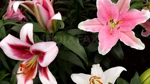 Preşedintele Băsescu spune că i-a trimis lui Ponta o felicitare şi crini, de ziua acestuia. Reacţia lui Crin Antonescu