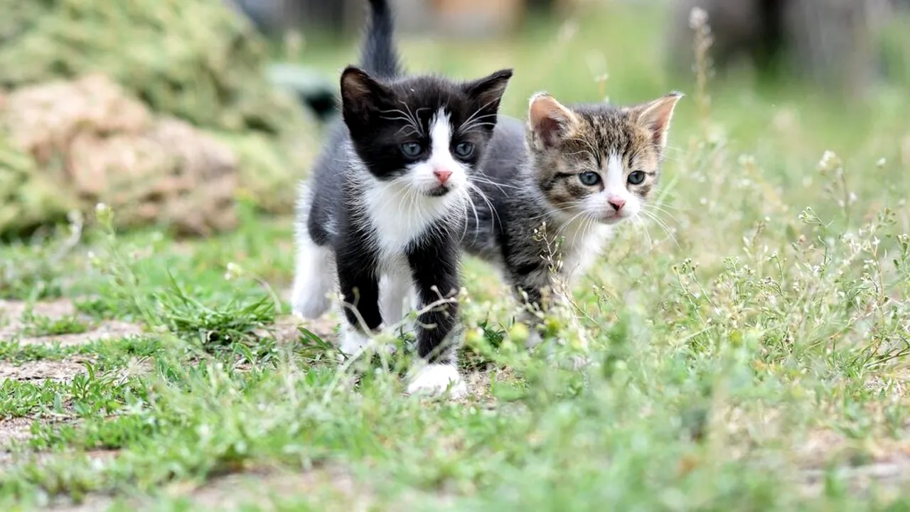 Noul medicament pentru obezitatea pisicilor. Un implant ar putea deveni alternativa veterinară la Ozempic