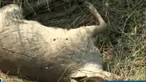 Timiş: Zeci de căprioare, iepuri, vulpi şi bursuci au fost găsiţi morţi pe câmp (Video)