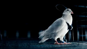 Cipuri în creierul porumbeilor: un startup rus testează „biodrone” controlate de la distanță