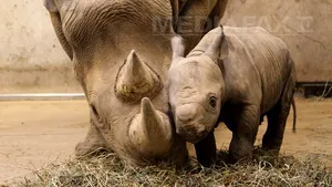 Premieră în ultimii 18 ani: Un pui de rinocer negru s-a născut la grădina zoologică din Zurich