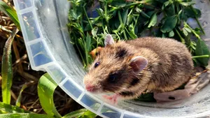 După trei ani de căutări, a fost găsit un specimen rar de hamster 