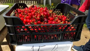 „Aurul” roşu: Renumitele cireşe „de Păuleşti” se vând cu 15 lei kilogramul pe marginea DN 1B, în Prahova