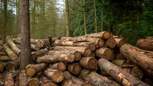 Exploatările ilegale de lemne ar putea fi depistate prin GPS din iunie 2020