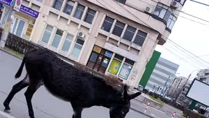 Imagini virale. Un măgar a ieşit la plimbare în centrul Ploieştiului