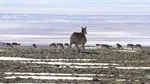 China trimite un robot-antilopă să salveze o specie rară din Tibet