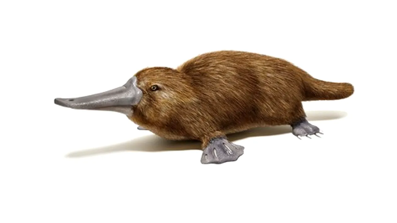 O nouă specie originară din Australia urmează să fie pe cale de dispariţie