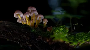 Ciupercile otrăvitoare fac ravagii în California. Trei persoane au murit, iar altele au avut nevoie de transplant hepatic