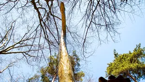 Cel mai înalt dinozaur din sud-estul Europei se află la Râşnov. Este cât două girafe suprapuse