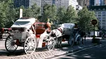 Trăsurile cu cai vor fi interzise într-o metropolă americană. De ce a fost luată decizia
