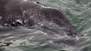 Un yaht s-a lovit de o balenă în Oceanul Atlantic. Trei bărbaţi, salvaţi 