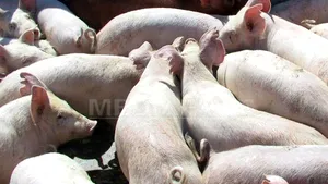 Romanian Govt To Cut Heating Aid For Owners Of Pigs, Sheep, Goats, Chainsaws, Orchards