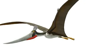 Oase din cel mai mare Pterozaur din lume, descoperit în România, au fost expuse la New York