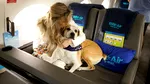 Animalele de companie mari pot călători în avion, alături de stăpâni. Țara care a aplicat regula