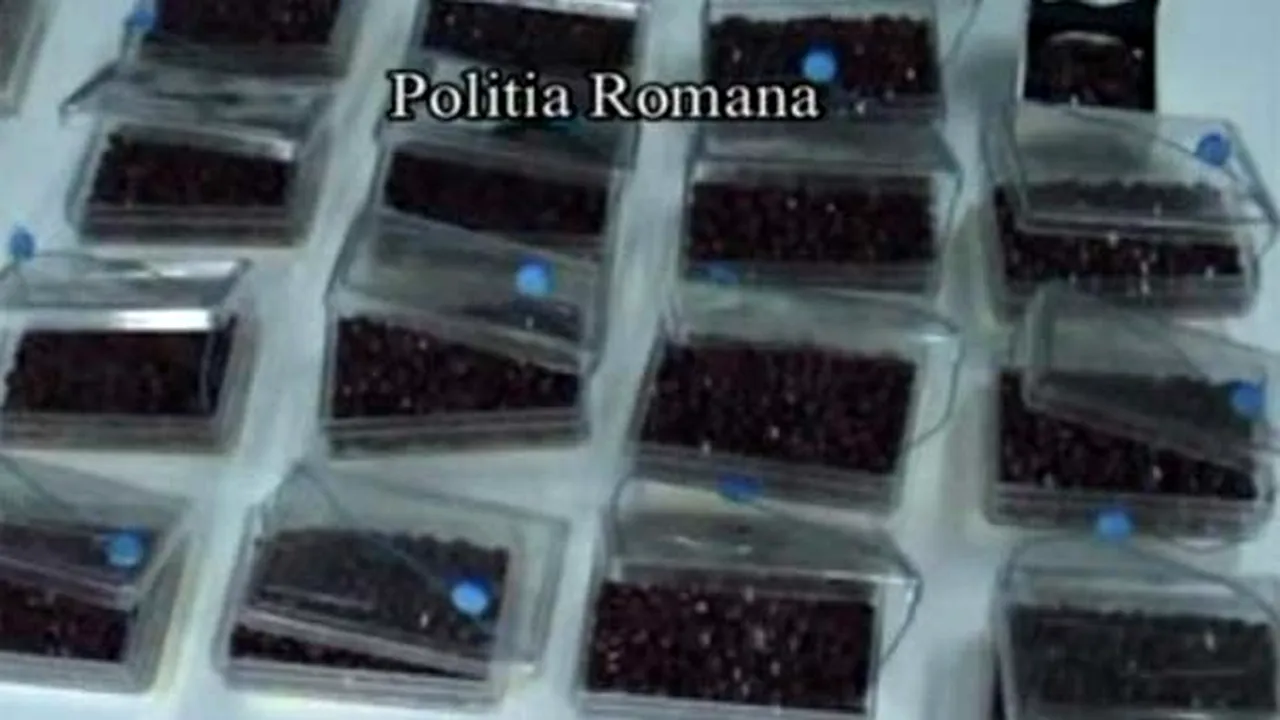 Cele peste 6.400 de rubine confiscate la Zalău sunt veritabile