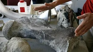 Rămăşiţele fosilizate ale unui dinozaur, descoperite în Polonia