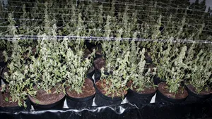 Trei persoane acuzate că au înfiinţat o fabrică de cannabis în Bihor, trimise în judecată