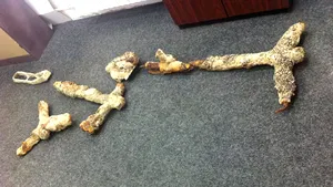 Patru ancore antice furate din zone protejate arheologic din Constanţa şi Eforie, recuperate - VIDEO