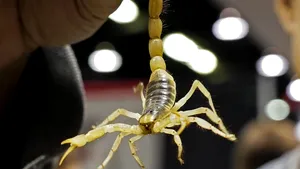Locul în care a fost descoperită cea mai veche fosilă a unui scorpion. Are peste 400 de milioane de ani vechime