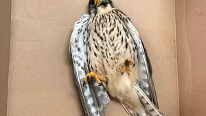 FOTO Un pui de pasăre dintr-o specie rară, salvat din curtea unui centru comercial în Covasna