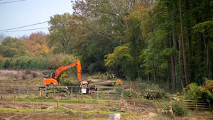 Parlamentul European a realizat un studiu privind tăierile ilegale de pădure. Ce soluţii au indentificat pentru a combate fenomenul