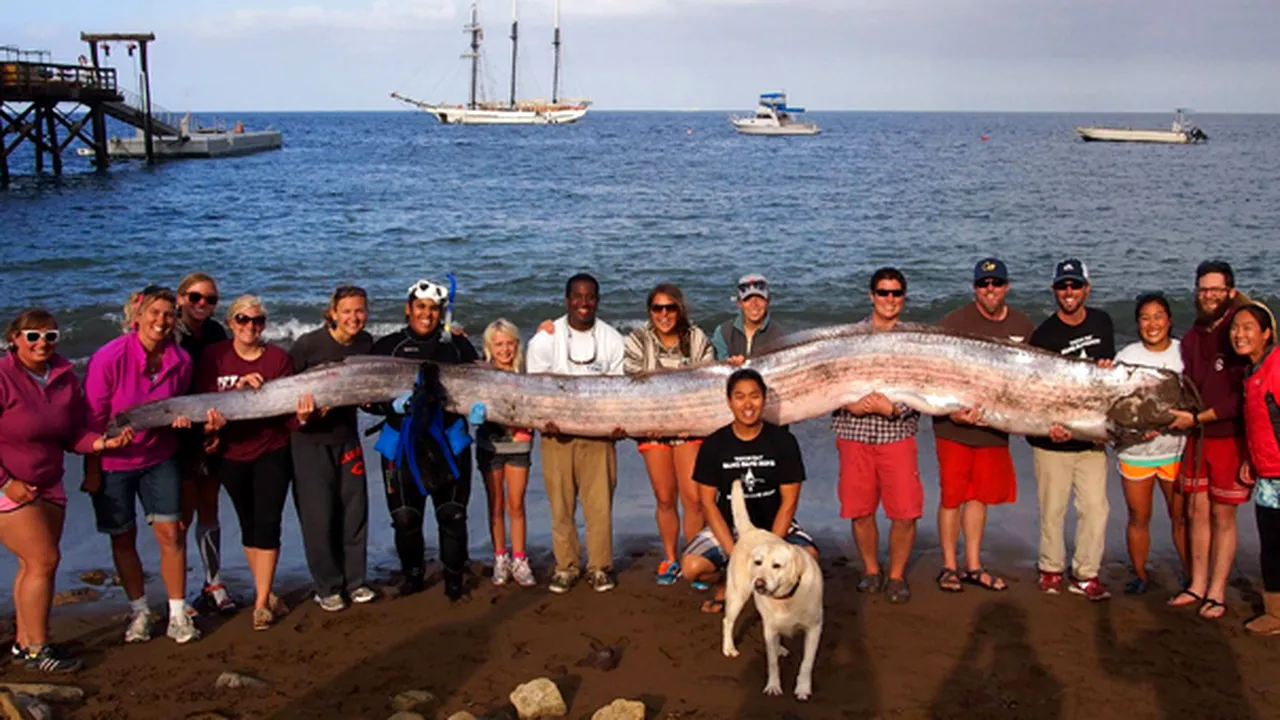 Un peşte-vâslă uriaş, cu o lungime de peste patru metri, descoperit pe o plajă din California