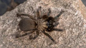 Germania: 1.500 de tarantule descoperite în cutii de biscuiți, pe aeroportul din Köln