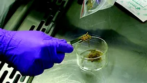 Marijuana, narcoticul preferat al şamanilor străvechi